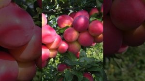 Алыча гибридная