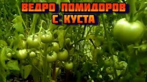 Помидоры по ведру с куста. Делаю заготовки помидоров на зиму