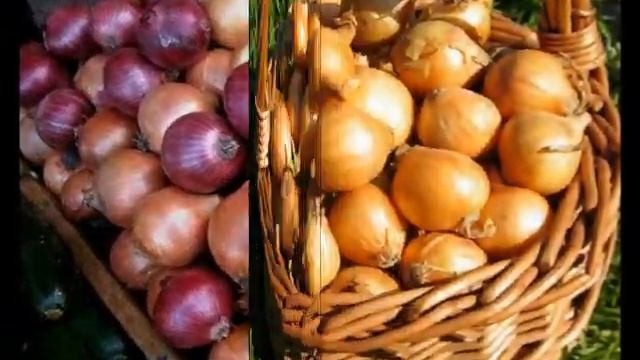 Технология выращивания репчатого лука