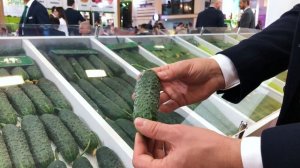 Огурец Баде F1 на Growtech 2019