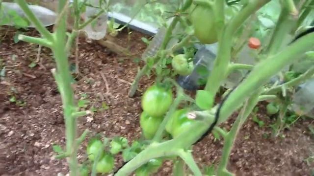 ТОМАТ "ЧЁРНЫЙ МАВР". ДЕГУСТАЦИЯ !!! смотреть онлайн