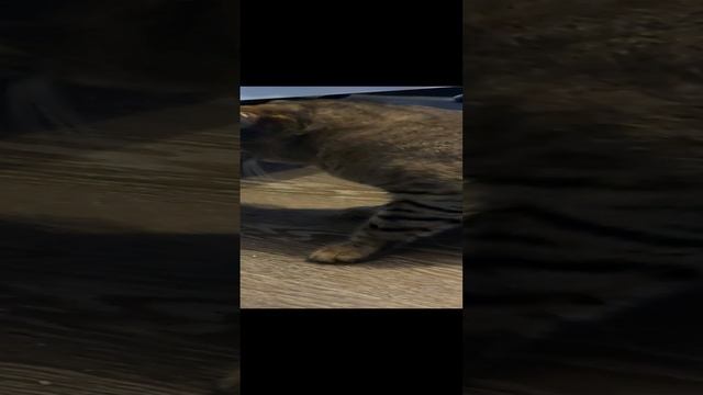 кот отходит от наркоза после кострации смотреть онлайн