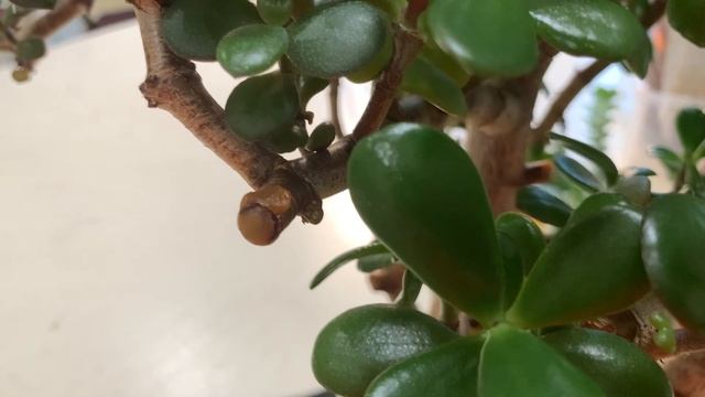 №22. Крассула (толстянка). Особенности ухода, начальное формирование кроны. смотреть онлайн