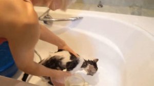 Как купать кота, уход за шерстью кошек