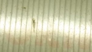 Кормление малька креветки макробрахиум розенберг.