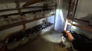 #12 Бизнес В Гараже _ Конец Шока _ Выращивание Шампиньонов