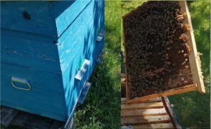 Будни начинающего пчеловода. Ревизия улья июнь 2022, много маточников,пчелы готовятся роиться.