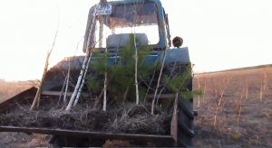 Поездка на МТЗ-80 за ЛЕСНЫМИ САЖЕНЦАМИ