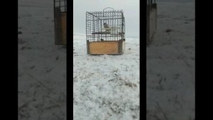 Таджикский шегол (пулгирак)