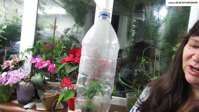 Как ВЫРАСТИТЬ шикарную ЗДОРОВУЮ ПУАНСЕТТИЮ. Практические советы. смотреть онлайн