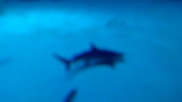 МОСКВАРИУМ - АКУЛЫ 03.08.2016 смотреть онлайн