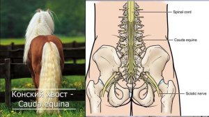 Занимательная анатомия. Конский хвост.
