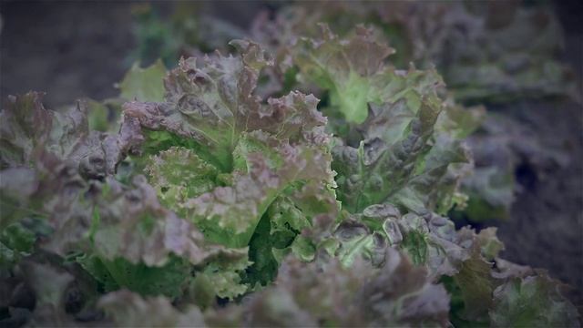 Выращивание листового салата. Лучшие сорта листового салата. смотреть онлайн
