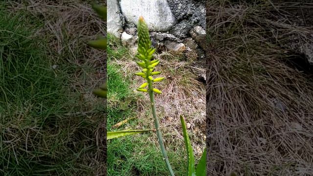 Aloe Vera in Bloom