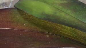 Орхидея Phalaenopsis Stuartiana var. Nobilis blooming.