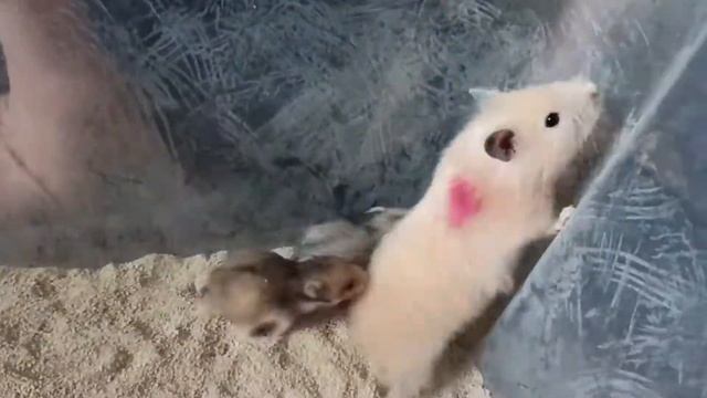 сирийские пушистые хомячата смотреть онлайн