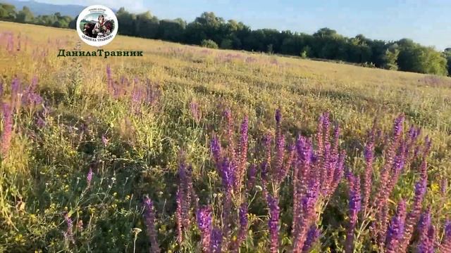 Заготовка шалфея лекарственного | Данила Травник смотреть онлайн