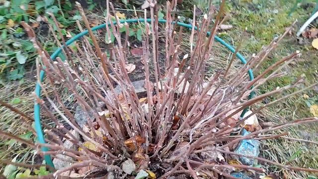 137 Мой осенний сад! Обрезка гортензий на зиму! смотреть онлайн