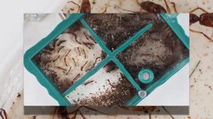 САМЫЕ БЫСТРЫЕ И НЕОБЫЧНЫЕ МУРАВЬИ - Odontomachus rixosus