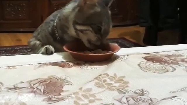 "Кот и еда"😹😹 смотреть онлайн