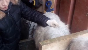 Уход за козой. Подстригаем копыта, чешем козу.