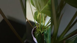 антуриум кавалли