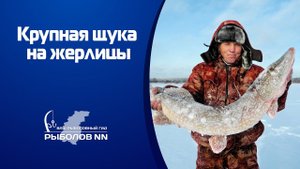 Крупная щука на жерлицы Ловля щуки зимой в заливах