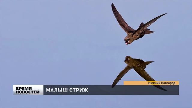 Как спасти маленького стрижа - советы специалиста