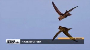 Как спасти маленького стрижа - советы специалиста