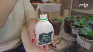 Эта простая подкормка рассады Гуматом Калия «Суфлер» даст растениям крепкие корни и мощный рост