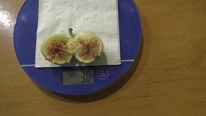 Инжир Адриатический Белый первые фиги