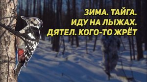 ✔️ Зима Тайга Иду на лыжах. След зверя Дятел кого-то жрёт Хватит жрать, дятел! Оставь мне!