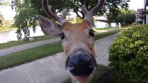 Смешные приколы про животных ТОПовая Подборка животных 2018 | #142