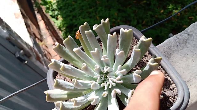 como cuidar da echeveria runyonii topsy turvy dicas para ter sucesso no cultivo #suculentas смотреть онлайн