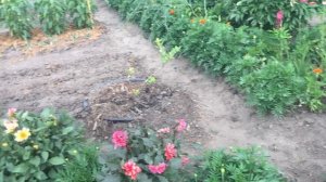 георгины однолетние через рассаду