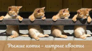Рыжие коты - хитрые хвосты