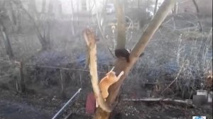 КОТЫ ДЕРУТСЯ НЕ НА ЖИЗНЬ,А НА СМЕРТЬ/CATS FIGHT FOR LIFE AND DEATH