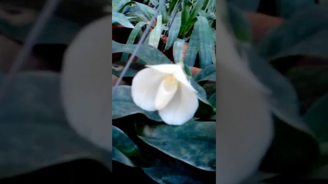 Paphiopedilum Bellatulum alba  ;phone +9595280656