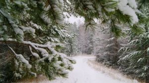 Мало кто знает эту тайну. Преподобный Силуан Афонский.