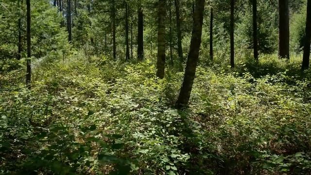 Его жизнь была на волоске и только филин смог совершить невозможное смотреть онлайн