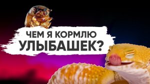 Новые эублефары и чем их кормить