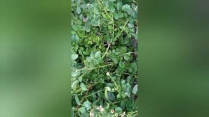 Обрезка роз после цветения. Почвопокровные розы. Июнь 2022.