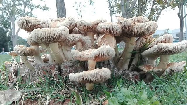 Agrocybe смотреть онлайн