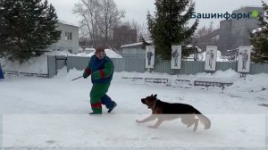 Где служат гибриды волка и собаки?