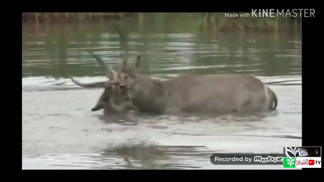 Шерлар овга чикди.Леви на охоту смотреть онлайн