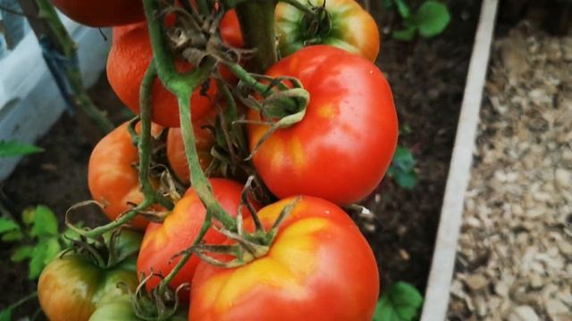 Любимица моя .Сажаю каждый год и не надоедает.Томат Медвежья лапа.Сибирский сад.Кладоспориоз. смотреть онлайн