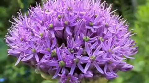 Allium "purple sensation"- impressions