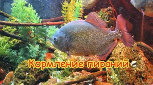 Как кормят пираний в Калининградском зоопарке