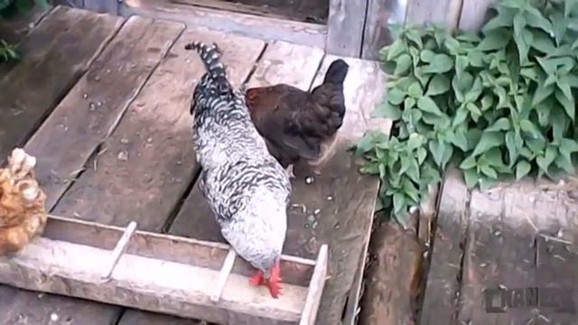 Куры деньги не клюют смотреть онлайн