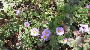 Прогулка по осеннему цветнику. Сентябринка. Астра вересковая. Осеннее цветение. Цветы. Осень.